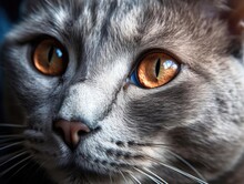 A Cute Grey Kitten With Bright Blue Eyes Ideal For Pet Or Luxurious Products No Text Photografic Rea