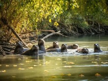 A Group Of Playful Otters Enjoying A Sunny Day In Their Natural River Habitat No Text Photografic Re