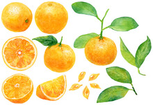 水彩画イラスト　オレンジ・みかんの素材集　オレンジの葉や実、カットフルーツのセット