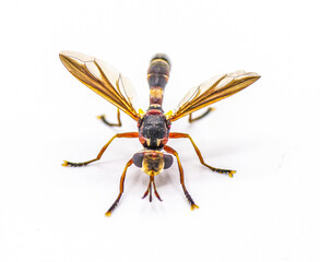 Wall Mural - Physoconops floridanus - Florida physoconops - is a species of thick headed fly in the family Conopidae. It is a wasp mimic that does not sting. Isolated on white background side profile view