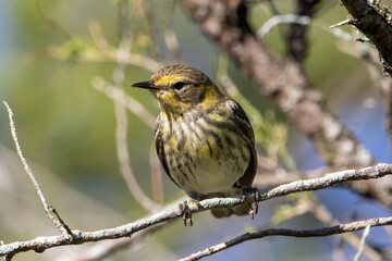 A female cape may warbler on a small branch