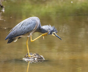 White faced heron scratching its face while balancing on a rock in the middle of a river.