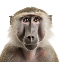 Baboon Monkey Face Shot Isolated On Transparent Background Cutout