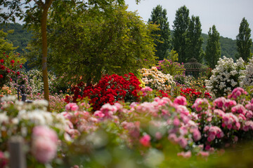 Wall Mural - A variety of rose bushes in different colors in full bloom