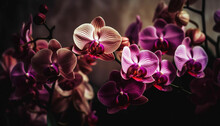 Single Moth Orchid Blossom, Elegance In Nature Generated By AI