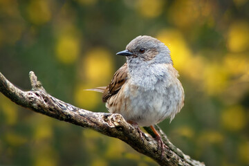 Aufkleber - A close up portrait of a dunnock, prunella modularis, also known as a hedge sparrow. the background is out of focus yellow gorse