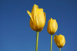 Beautiful and vivid yellow tulips on blue background close up. 