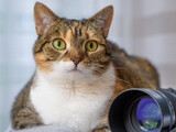 Fototapeta  - Zaniepokojony kot z wielkimi oczami siedzący obok obiektywu