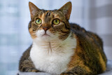 Fototapeta  - Piękny i otyły kot domowy patrzy  w górę 