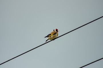 Wall Mural - goldfinch perched on a power cable with sky in the background