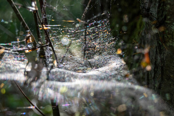 Wall Mural - spider web with dew drops