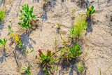 Fototapeta Góry - poor vegetation cover on dry clay soils devoid of a layer of humus, selective focus
