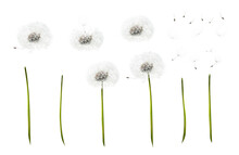 A Collection Of Dandelion Flower, Seed Heads, With Individual Stems, Seeds, Feathers And Floating Seed Group Elements Isolated Against A Transparent Background.