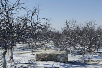 Wall Mural - abstact 3d render winter scene and natural podium background, stone podium on the snow ground with l