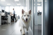 White Shepherd dog in office with working people in background. 