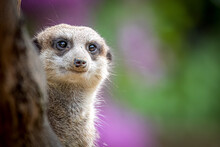 Portrait Of A Meerkat In Front Of A Colorful Background