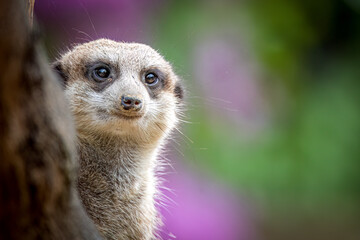 Wall Mural - portrait of a meerkat in front of a colorful background