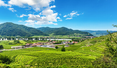 Wall Mural - Vineyard in Wachau valley. Lower Austria