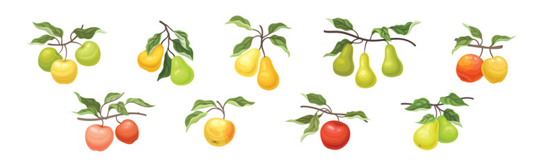 ripe apple and pear fruit branch with green leaf on stem vector set
