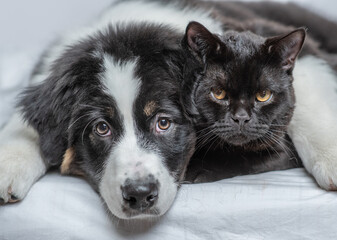 Aufkleber - Australian shepherd dog hugging black cat on a bed at home