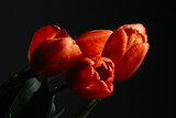 Fototapeta Tulipany - orange tulip