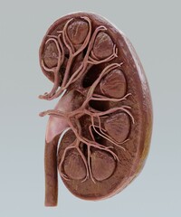 Wall Mural - Realistic 3D Render of Kidney Section