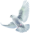 flying white dove with outstretched wings isolated on a transparent background