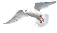Flying White Bird Seagull Isolated On A Transparent Background.
