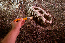 Archaeologist Paleontologist Digs Bones Dinosaur Skull Close-up