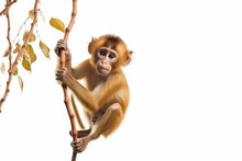 Energetic Jungle Primate Explorer. Playful Monkey Swinging On A Vine, Isolated On White Background With Copy Space For Text. Wildlife Concept AI Generative