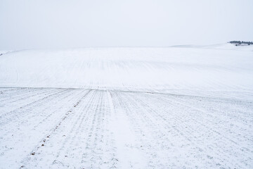 Wall Mural - Sprouts of wheat under the snow in winter season. Growing grain crops in a cold season. Agriculture process with a crop cultures.