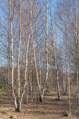 Wall Mural - spring forest, birch grove without leaves in april against a blue sky