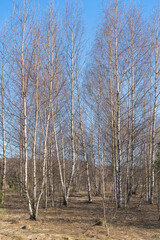 Wall Mural - spring forest, birch grove without leaves in april against a blue sky