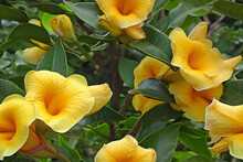 Close Up Of Yellow Trumpet Flower (Coral Vine) In Bloom, Generative AI