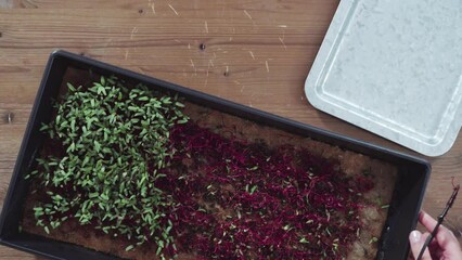 Wall Mural - Flat lay. Harvesting radish microgreens from the propagation tray with scissors.