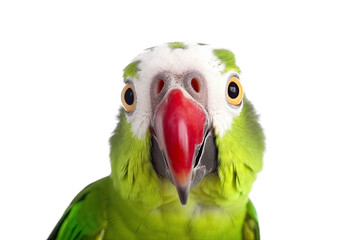 Wall Mural - Close-up Funny Portrait of Surprised Green Parrot with Huge Eyes. AI generative. Isolated on White Background.