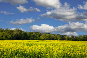 Wall Mural - Yellow flower field landscape with cloudscape