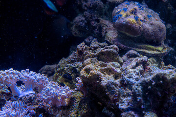 Soft corals in aquarium. Closeup Anthelia and Euphyllia corals in clean blue water. marine underwater life