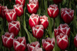 Interesting Dutch flower modified by grower to have two colours. Variegated red and white fusion tulip is a hybrid of mixed colour known as a triumph. Crops of these blooms are grown in Holland
