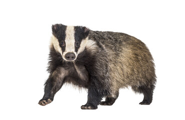 Wall Mural - european badger, six months old, walking in front