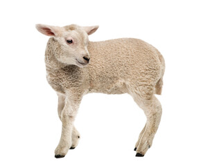 Wall Mural - lamb (8 weeks old) isolated on white