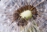 Fototapeta Dmuchawce - uno splendido soffione ed il dettaglio dei sui semi, foto macro ad uno splendido soffione in primavera