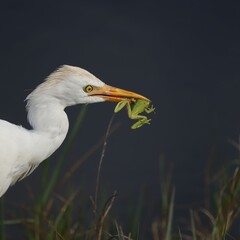 Sticker - Cattle Egret Eating a Green Tree Frog Lake Apopka Wildlife Drive