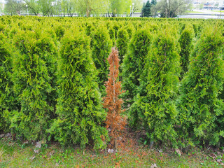 Thuja branches close-up. dead yellowed dried leaves on  plant