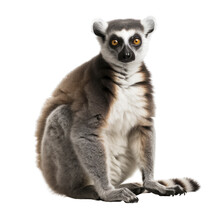 Lemur Transparent Background, Png