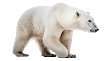 Polar Bear Transparent Background, Png