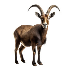 Ibex Transparent Background, Png