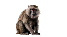 Baboon Monkey On Transparent Background, Png