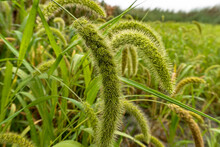 Seedhead Of Foxtail Millet. Foxtail Millet Crops In The Fields. Scientific Name Of Setaria Italica