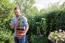 Man Holding Tomato Plant In Garden